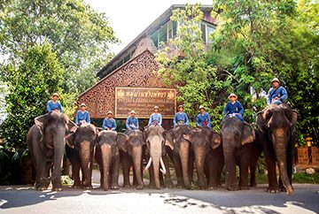 دهکده فیل های پاتایا ( elephant village )
