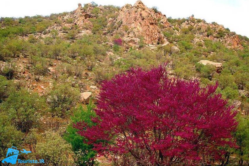 دره ارغوان ایلام